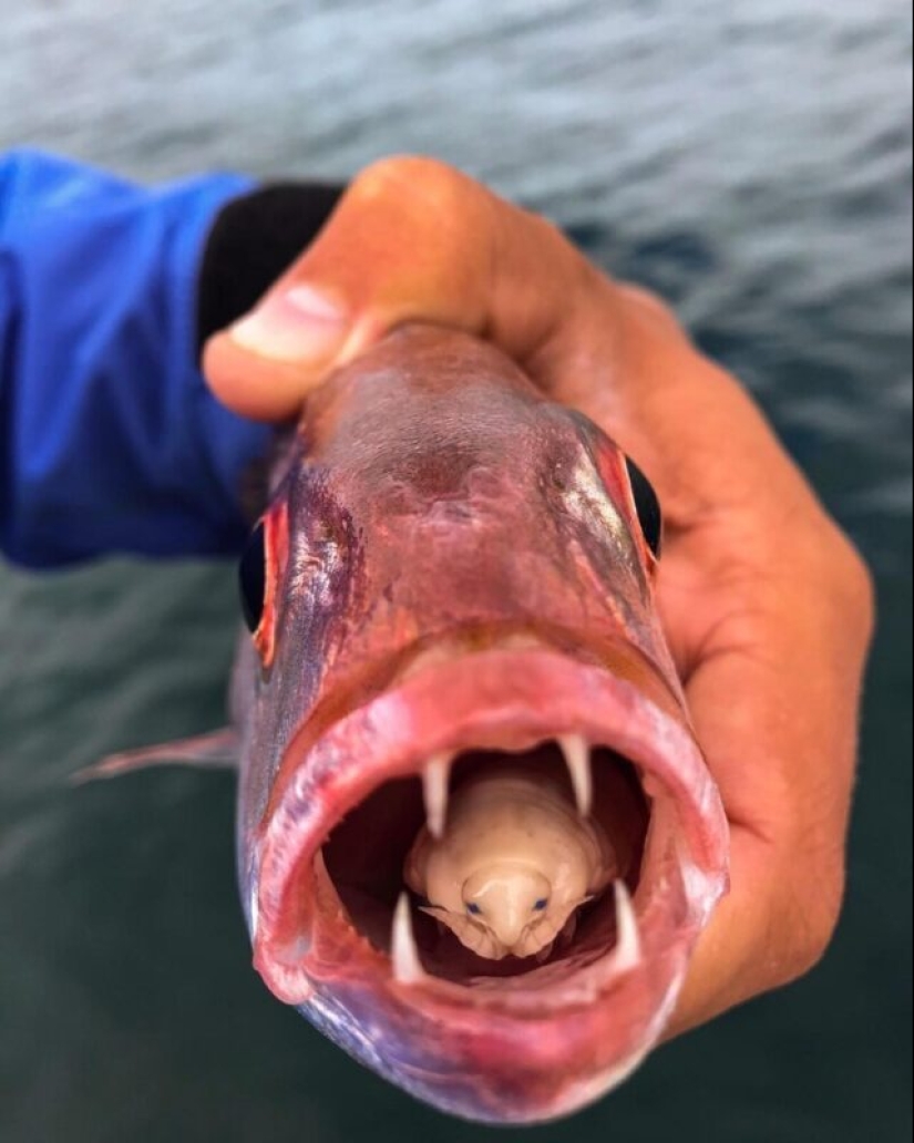 A fisherman from South Africa encountered a frightening parasite that became part of a live fish A fisherman from South Africa encountered a frightening parasite that became part of a live fish