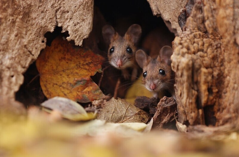 A miracle of nature: amazing pictures of wild animals in the forests of Austria