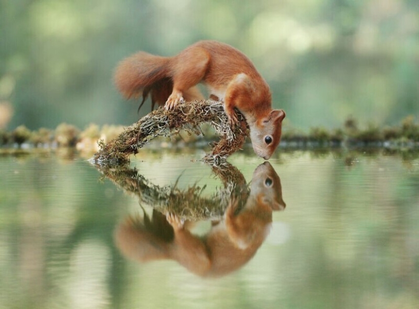A miracle of nature: amazing pictures of wild animals in the forests of Austria