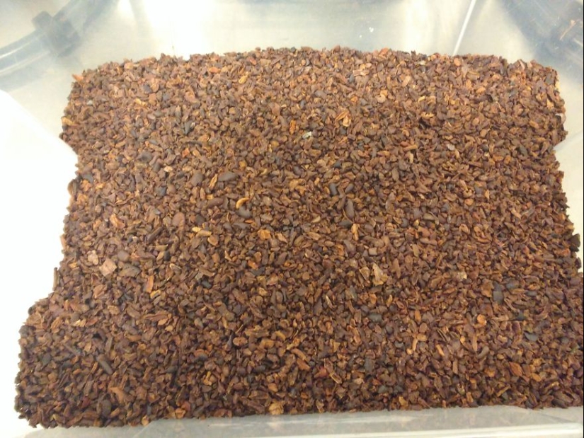 A partir de las vainas del árbol a la barra de chocolate terminado: ¿cómo craftsy de chocolate