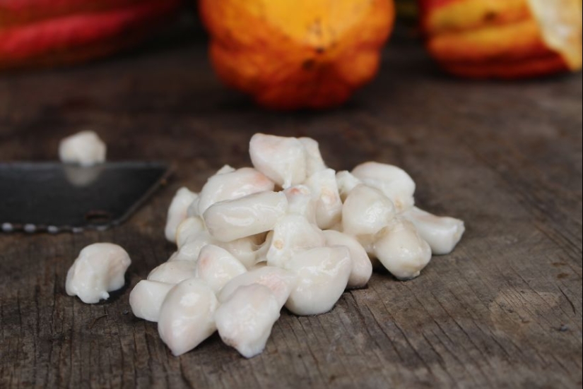 A partir de las vainas del árbol a la barra de chocolate terminado: ¿cómo craftsy de chocolate