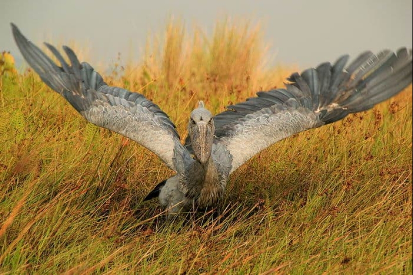 A picturesque village in a swamp in South Sudan A picturesque village in a swamp in South Sudan