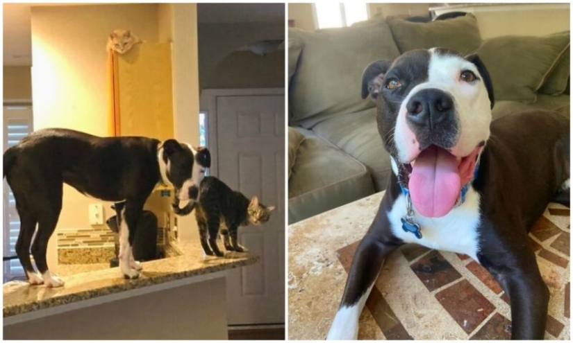 A pit bull lives among cats, and considers himself one of them A pit bull lives among cats, and considers himself one of them