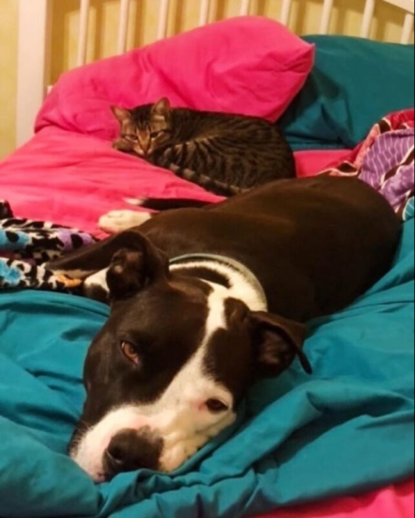 A pit bull lives among cats, and considers himself one of them A pit bull lives among cats, and considers himself one of them