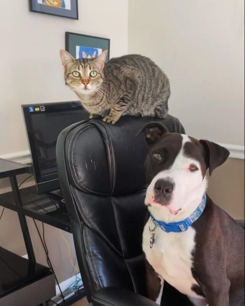 A pit bull lives among cats, and considers himself one of them A pit bull lives among cats, and considers himself one of them