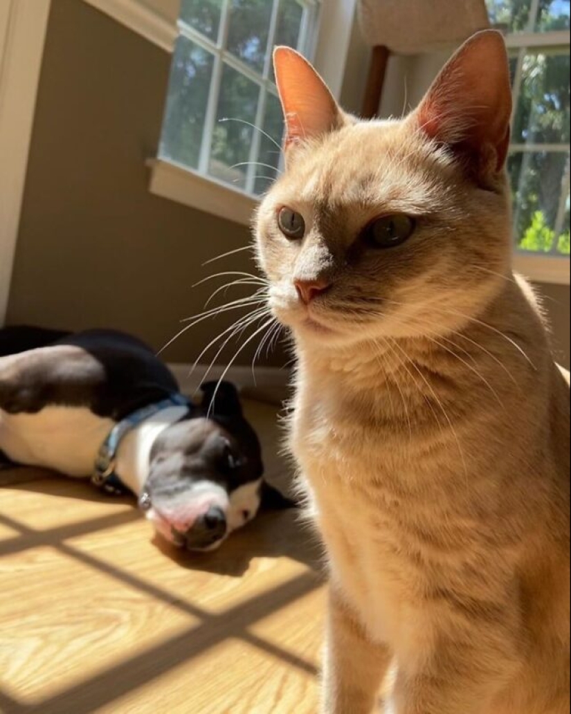 A pit bull lives among cats, and considers himself one of them A pit bull lives among cats, and considers himself one of them