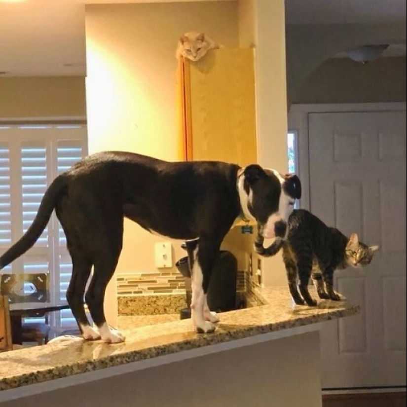 A pit bull lives among cats, and considers himself one of them A pit bull lives among cats, and considers himself one of them