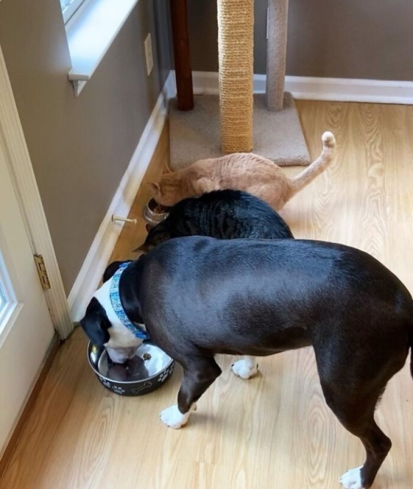 A pit bull lives among cats, and considers himself one of them A pit bull lives among cats, and considers himself one of them