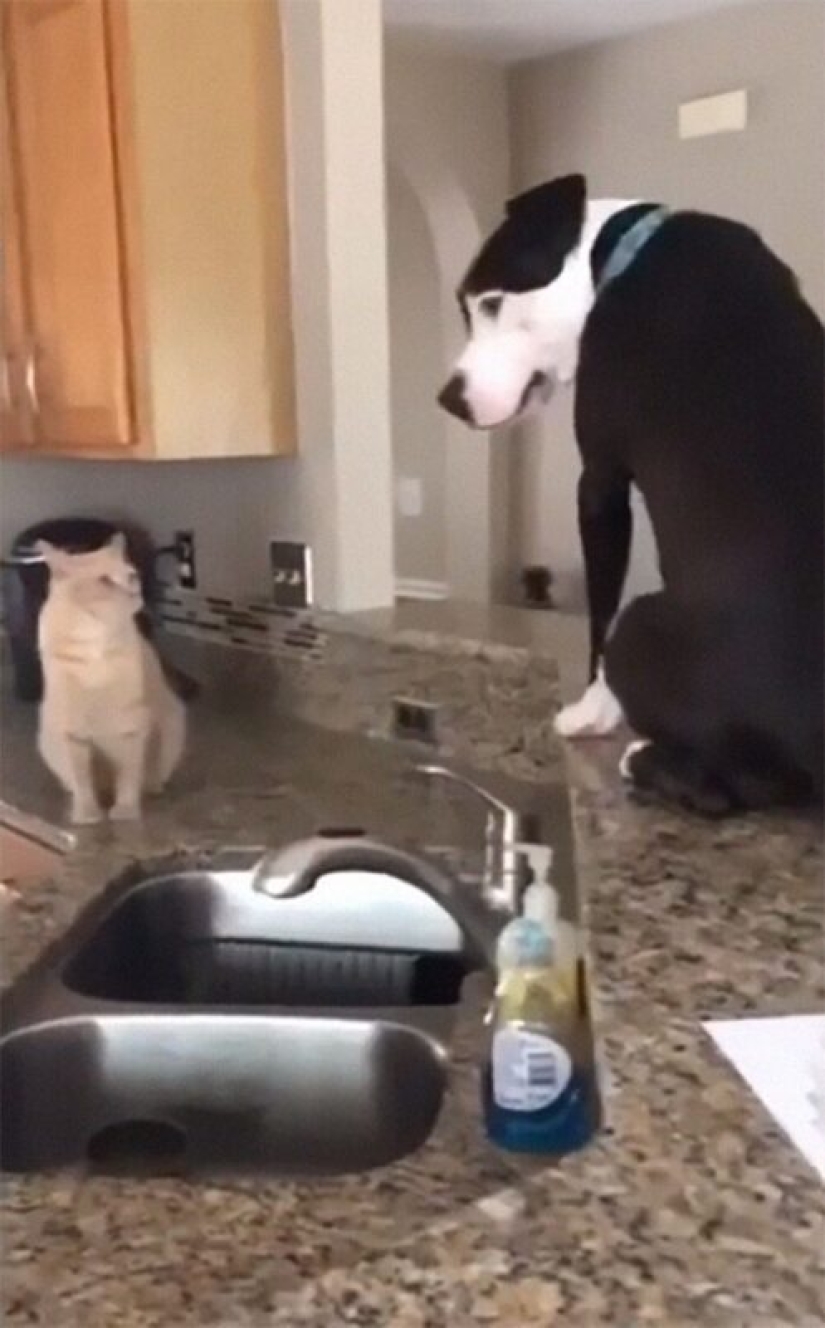 A pit bull lives among cats, and considers himself one of them A pit bull lives among cats, and considers himself one of them