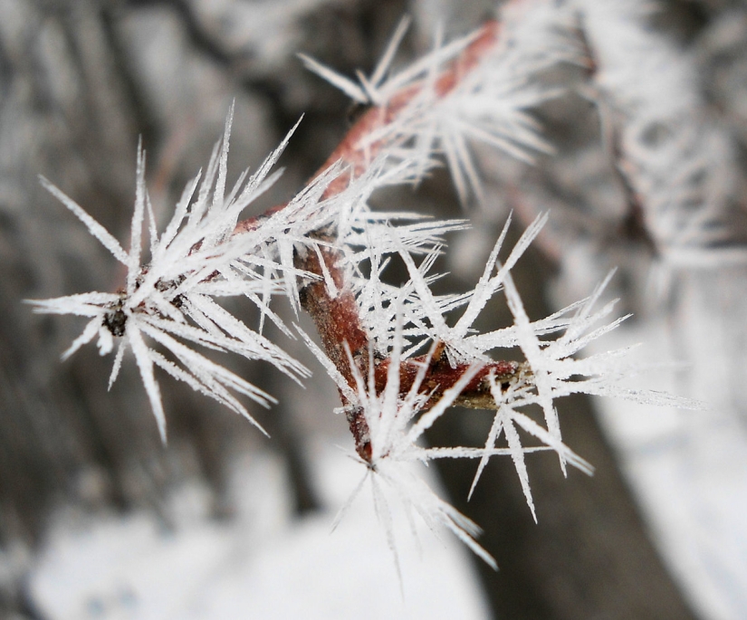A rare atmospheric phenomenon - ice needles, what they are and what they look like A rare atmospheric phenomenon - ice needles, what they are and what they look like