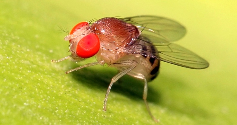 A revelation that will change your relationship to food, or Where in the apartment gnats come from?