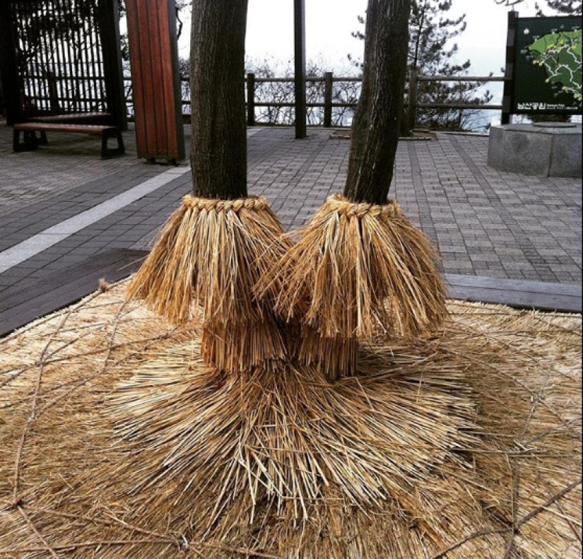 A typical South Korean household oddities that we could use A typical South Korean household oddities that we could use