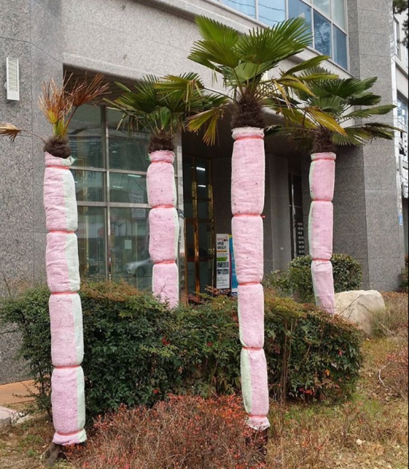 A typical South Korean household oddities that we could use A typical South Korean household oddities that we could use