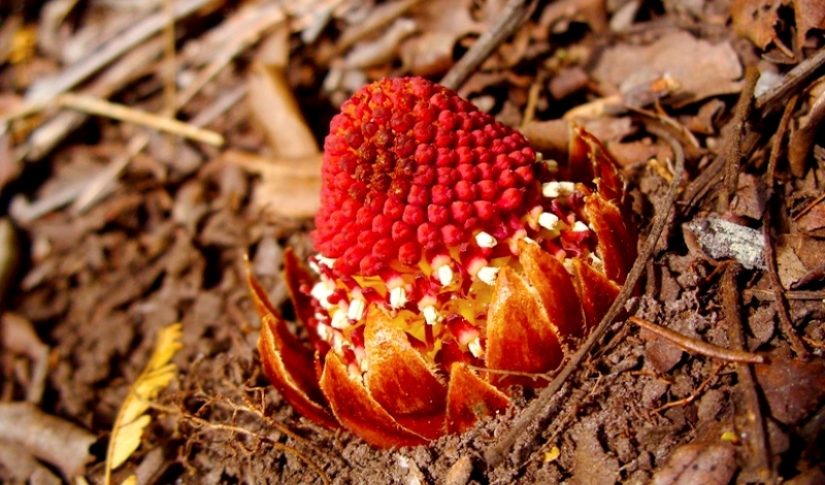 A vampire plant that blooms once in a lifetime and smells like death