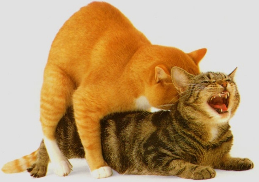 About it: 8 facts about cat sex About it: 8 facts about cat sex
