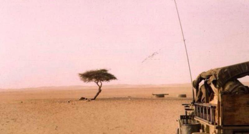 Acacia Tenere - the loneliest tree on our planet Acacia Tenere - the loneliest tree on our planet