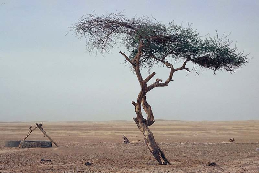 Acacia Tenere - the loneliest tree on our planet Acacia Tenere - the loneliest tree on our planet
