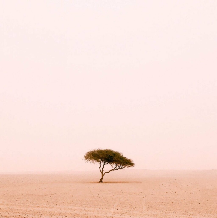 Acacia Tenere - the loneliest tree on our planet Acacia Tenere - the loneliest tree on our planet
