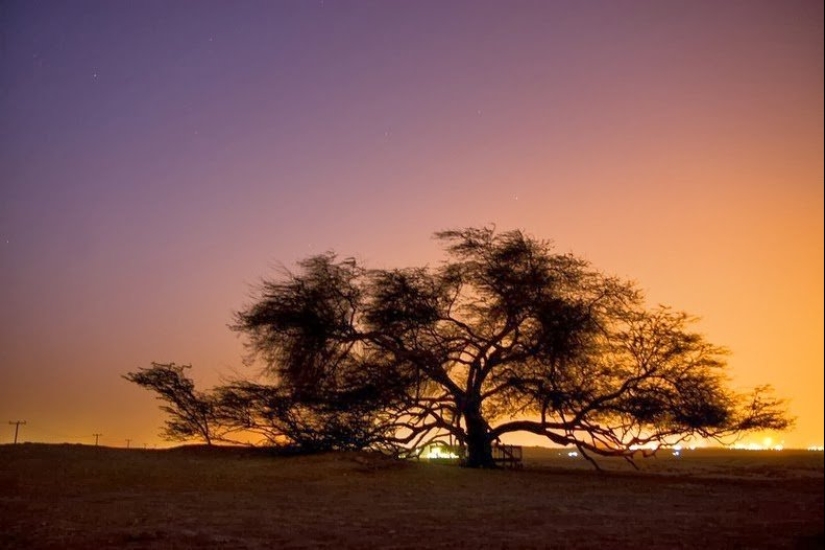 Acacia Tenere - the loneliest tree on our planet Acacia Tenere - the loneliest tree on our planet