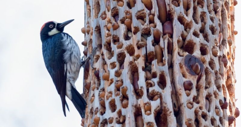 Acorn woodpeckers, or How to build socialism on a particular tree