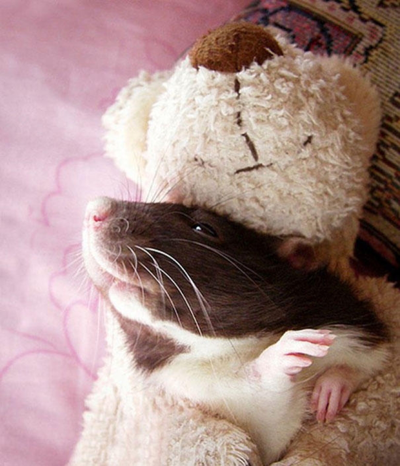 Adorable rats with teddy bears Adorable rats with teddy bears