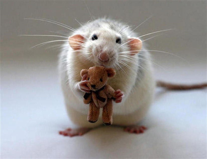 Adorable rats with teddy bears Adorable rats with teddy bears