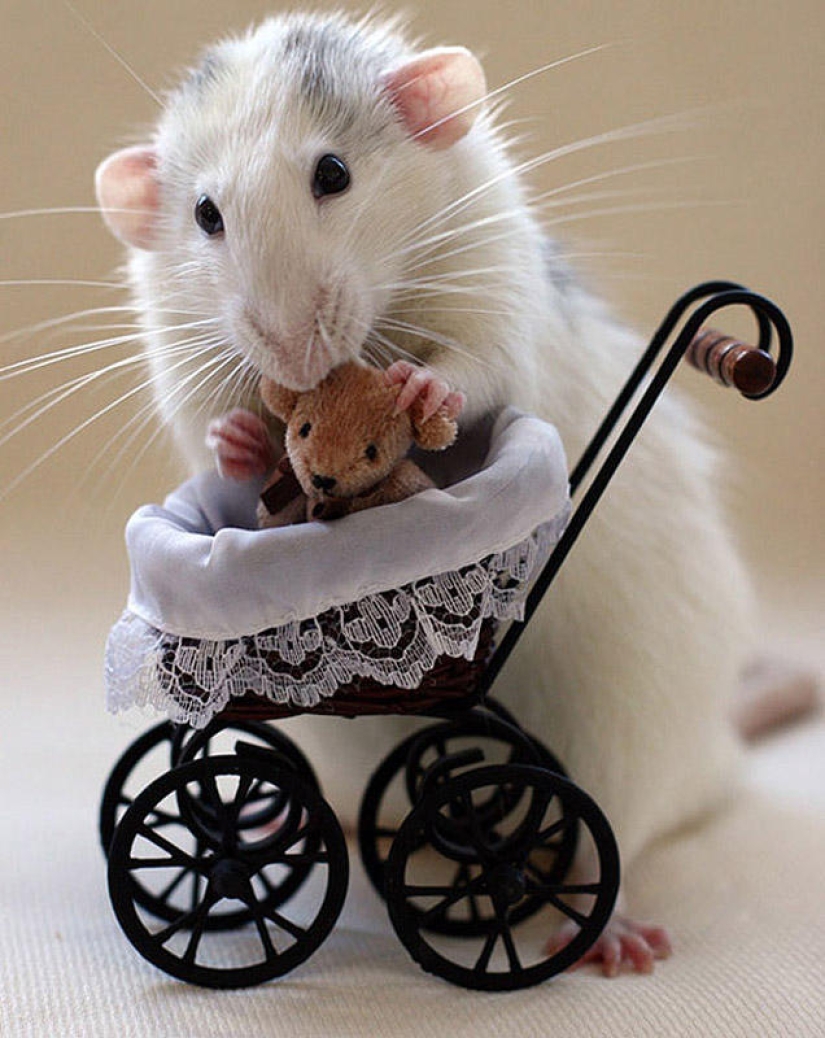 Adorable rats with teddy bears Adorable rats with teddy bears