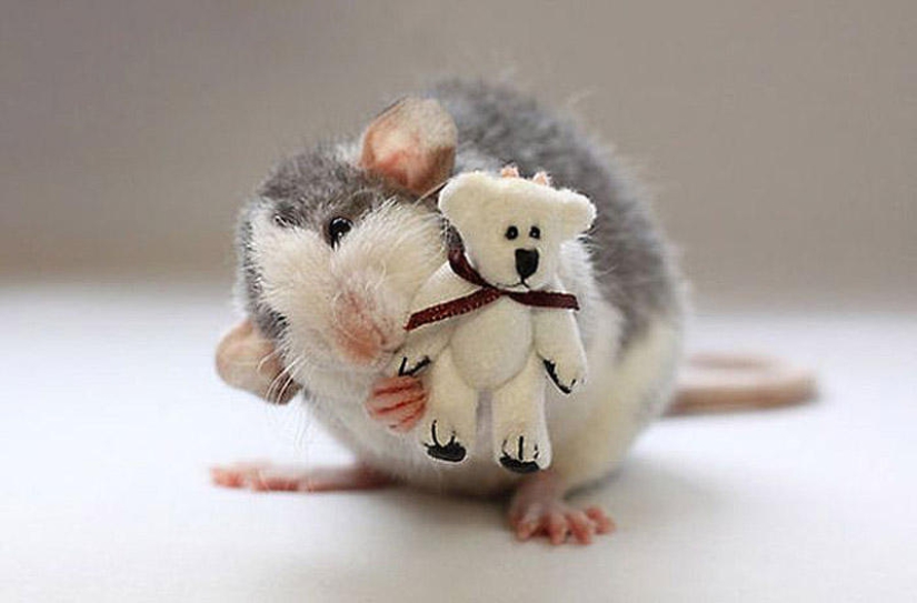 Adorable rats with teddy bears Adorable rats with teddy bears