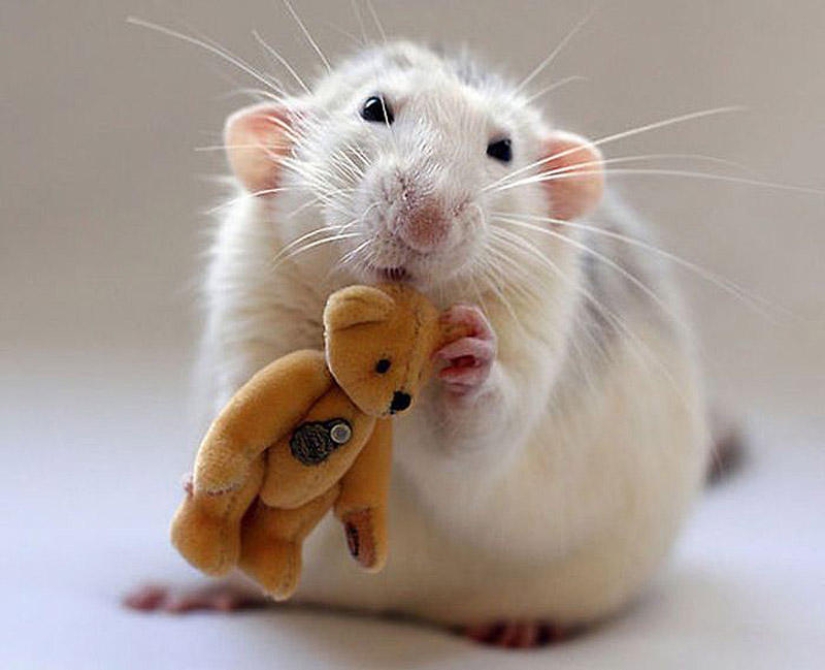 Adorable rats with teddy bears Adorable rats with teddy bears