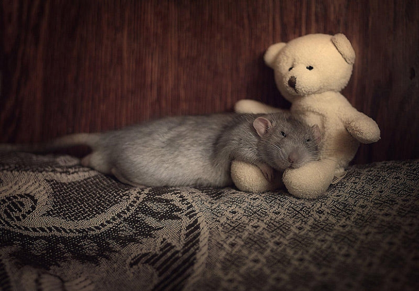 Adorable rats with teddy bears Adorable rats with teddy bears
