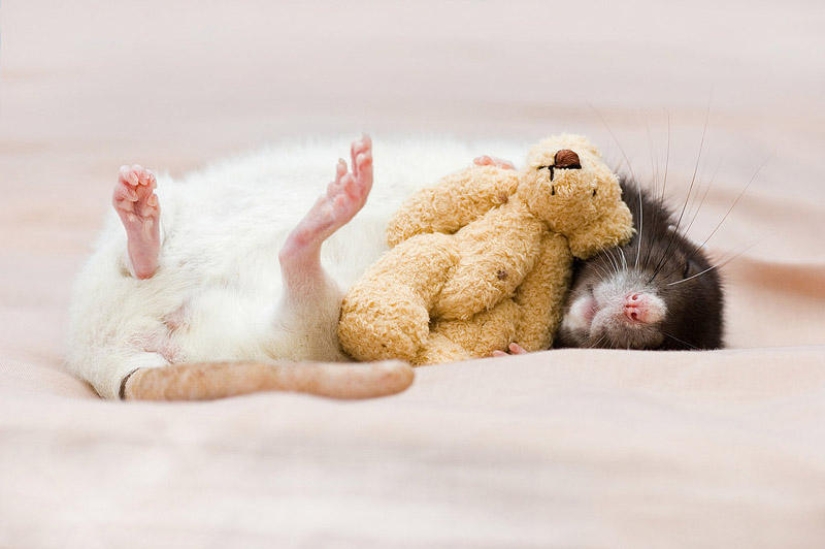 Adorable rats with teddy bears Adorable rats with teddy bears