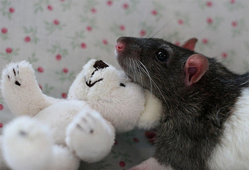 Adorable rats with teddy bears Adorable rats with teddy bears