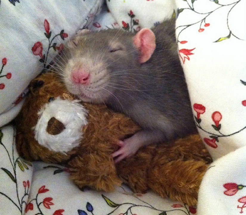 Adorable rats with teddy bears Adorable rats with teddy bears