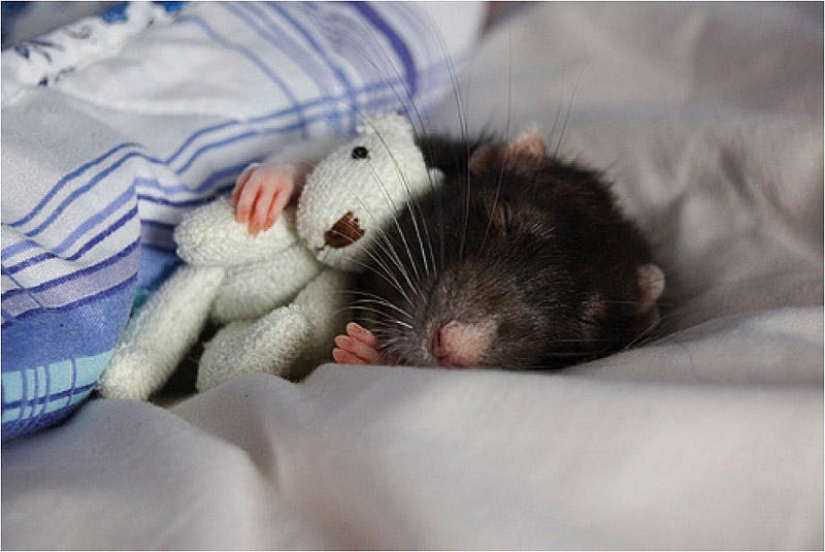 Adorable rats with teddy bears Adorable rats with teddy bears