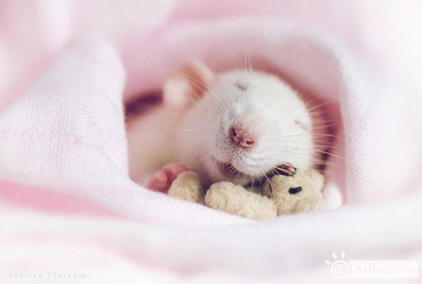 Adorable rats with teddy bears Adorable rats with teddy bears