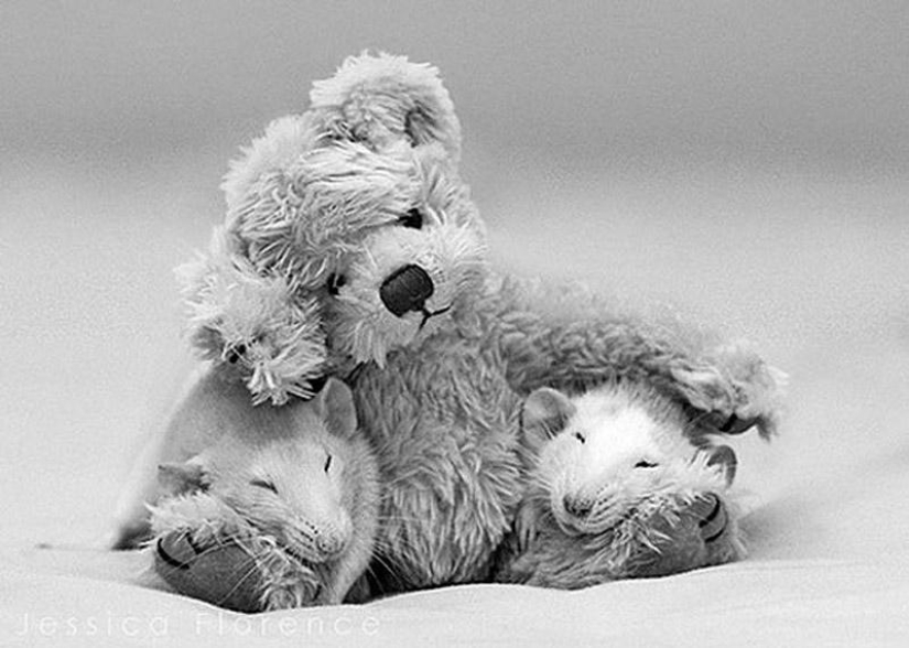 Adorable rats with teddy bears Adorable rats with teddy bears