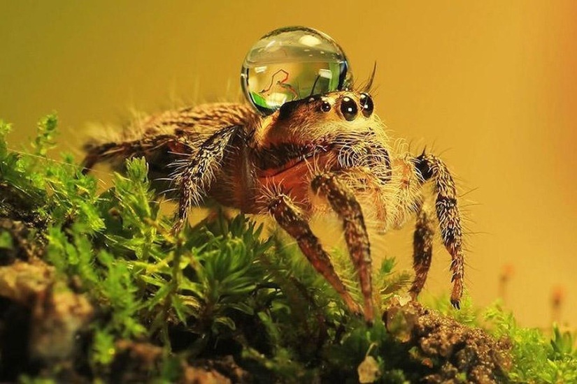 Adorable spiders in water caps Adorable spiders in water caps