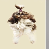 Adorables perros voladores