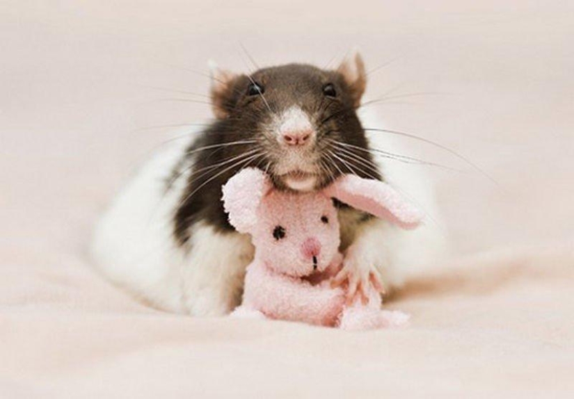 Adorables ratas con osos de peluche Adorables ratas con osos de peluche