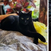 "Adventurous kitty is looking for a couple..." — profiles of cats on dating sites