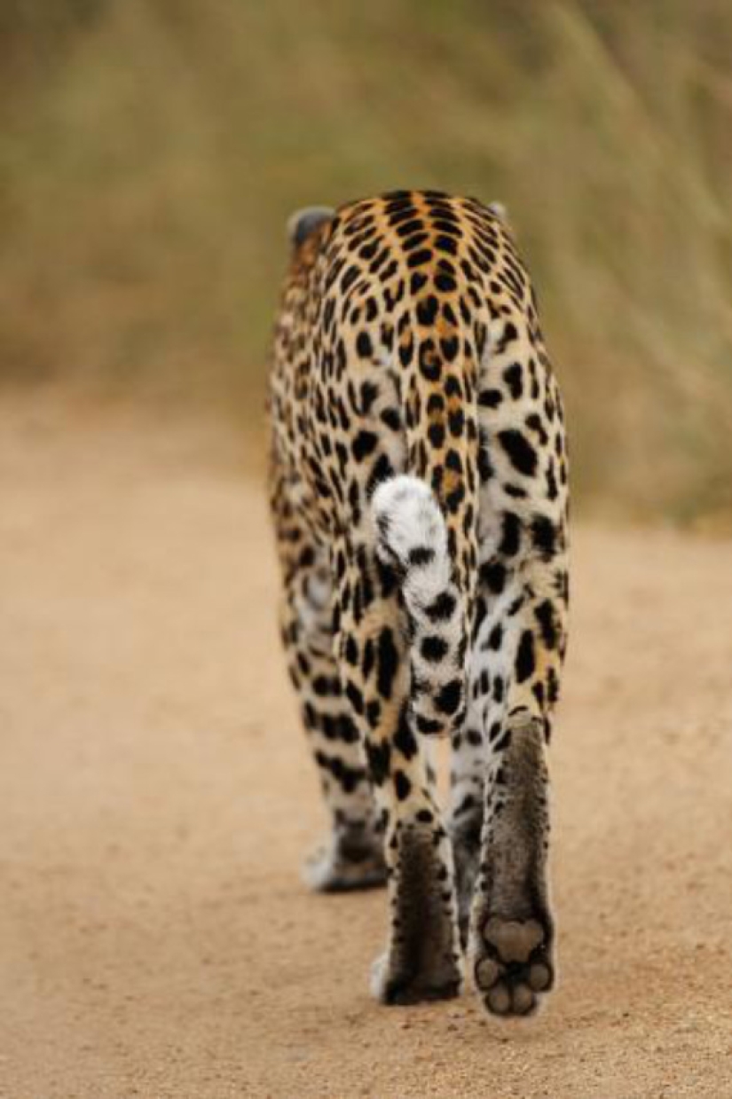 African leopards in photographs by Greg du Toit African leopards in photographs by Greg du Toit