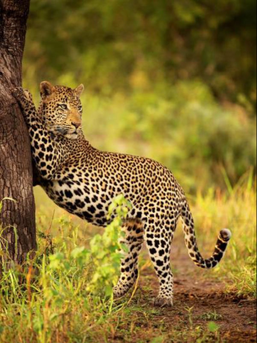African leopards in photographs by Greg du Toit African leopards in photographs by Greg du Toit