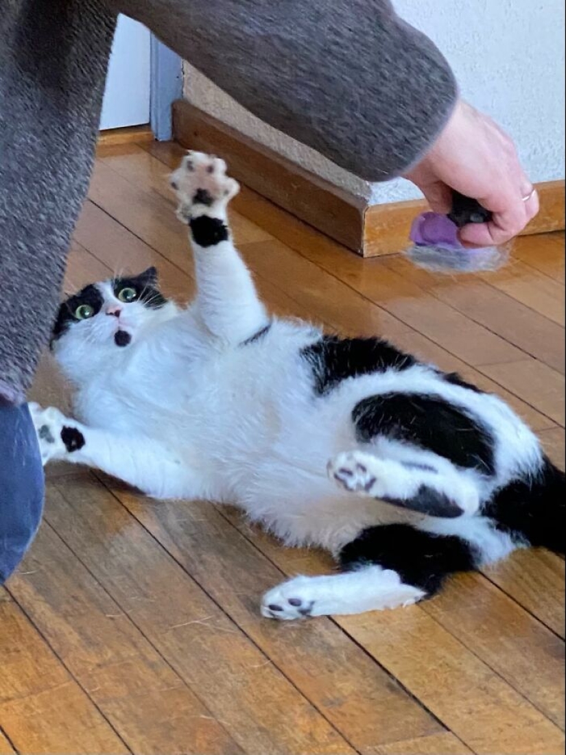 Ahora se Kus! 15 divertido fotos grumpy cat