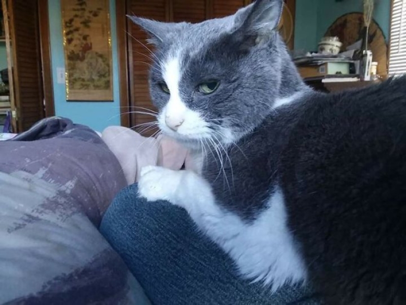 Ahora se Kus! 15 divertido fotos grumpy cat