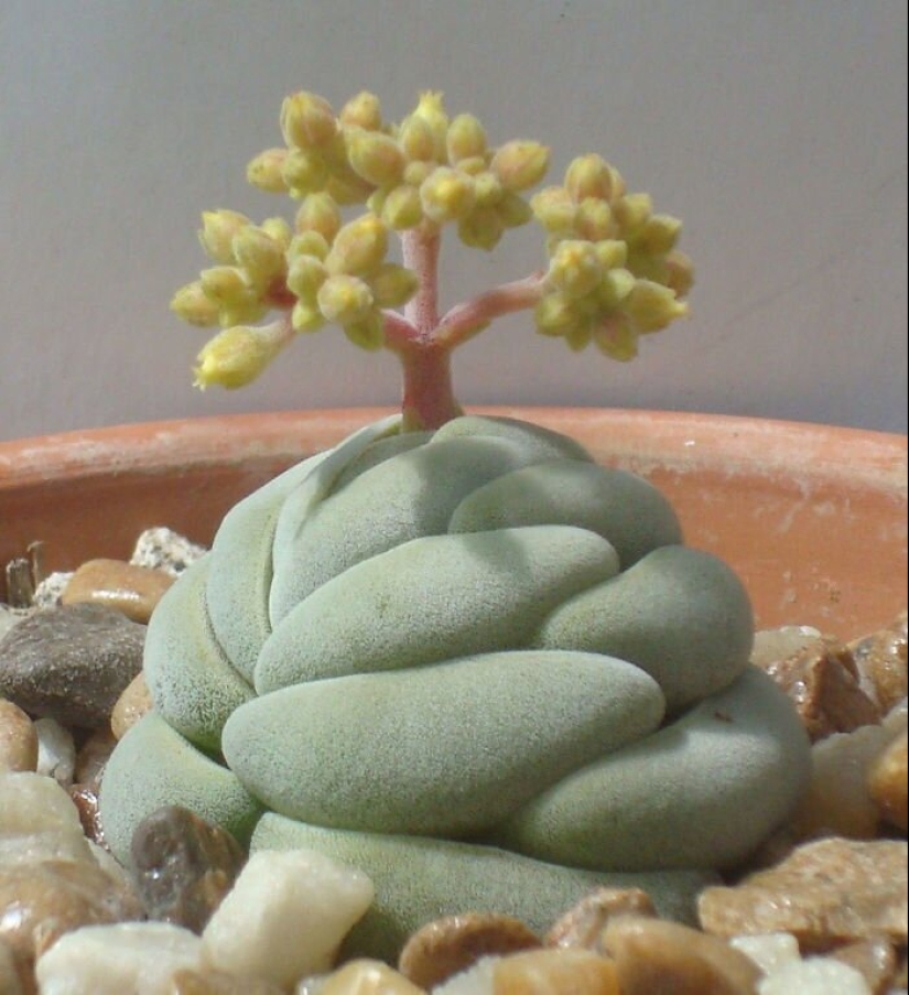 Alien plants: the 30 most bizarre succulents Alien plants: the 30 most bizarre succulents