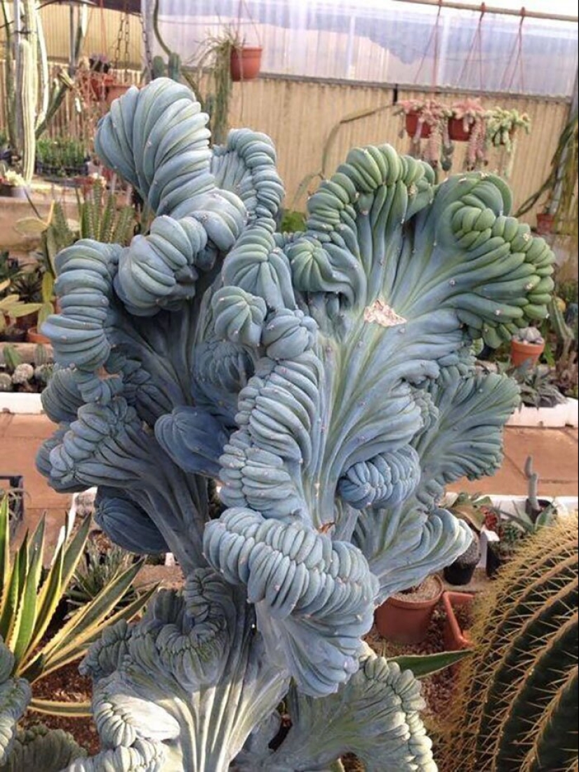 Alien plants: the 30 most bizarre succulents Alien plants: the 30 most bizarre succulents