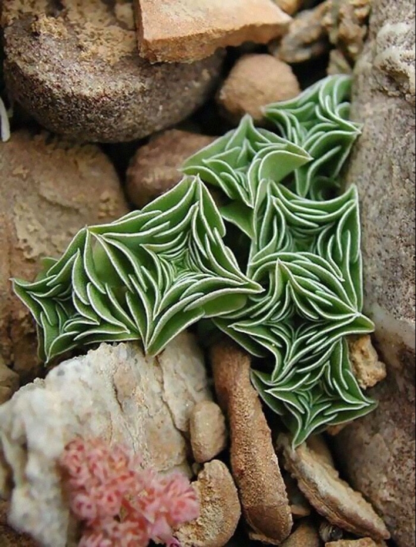 Alien plants: the 30 most bizarre succulents Alien plants: the 30 most bizarre succulents
