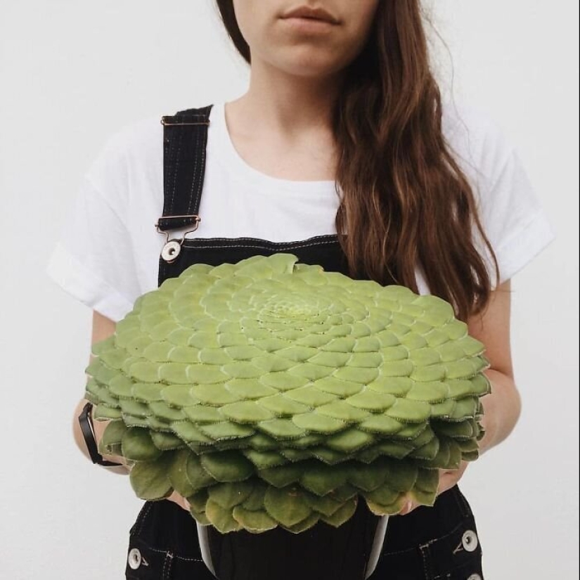 Alien plants: the 30 most bizarre succulents Alien plants: the 30 most bizarre succulents