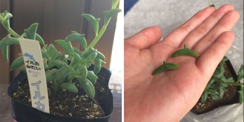 Alien plants: the 30 most bizarre succulents Alien plants: the 30 most bizarre succulents