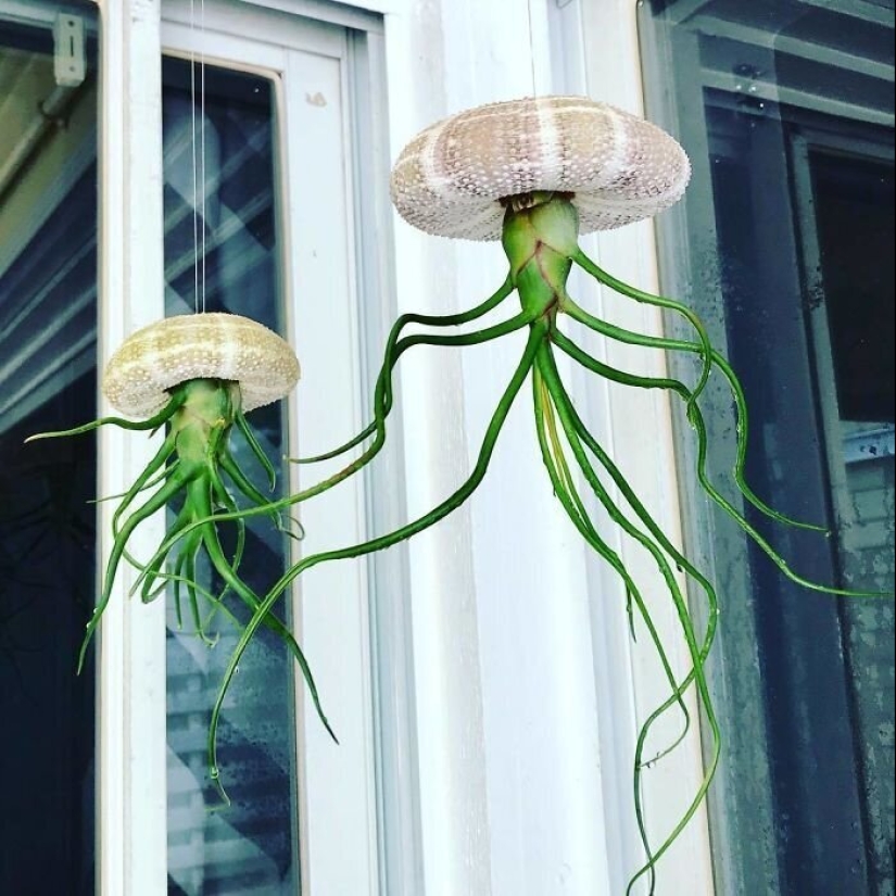 Alien plants: the 30 most bizarre succulents Alien plants: the 30 most bizarre succulents